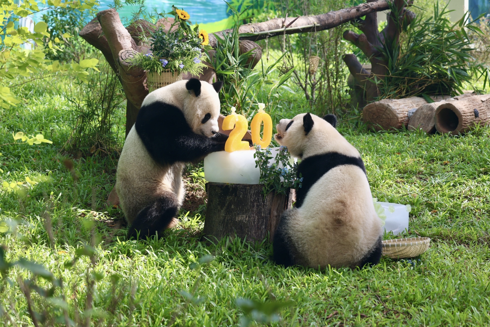 ������5�á�һֻ����è�����ݶ���԰�´���è����ʽ����