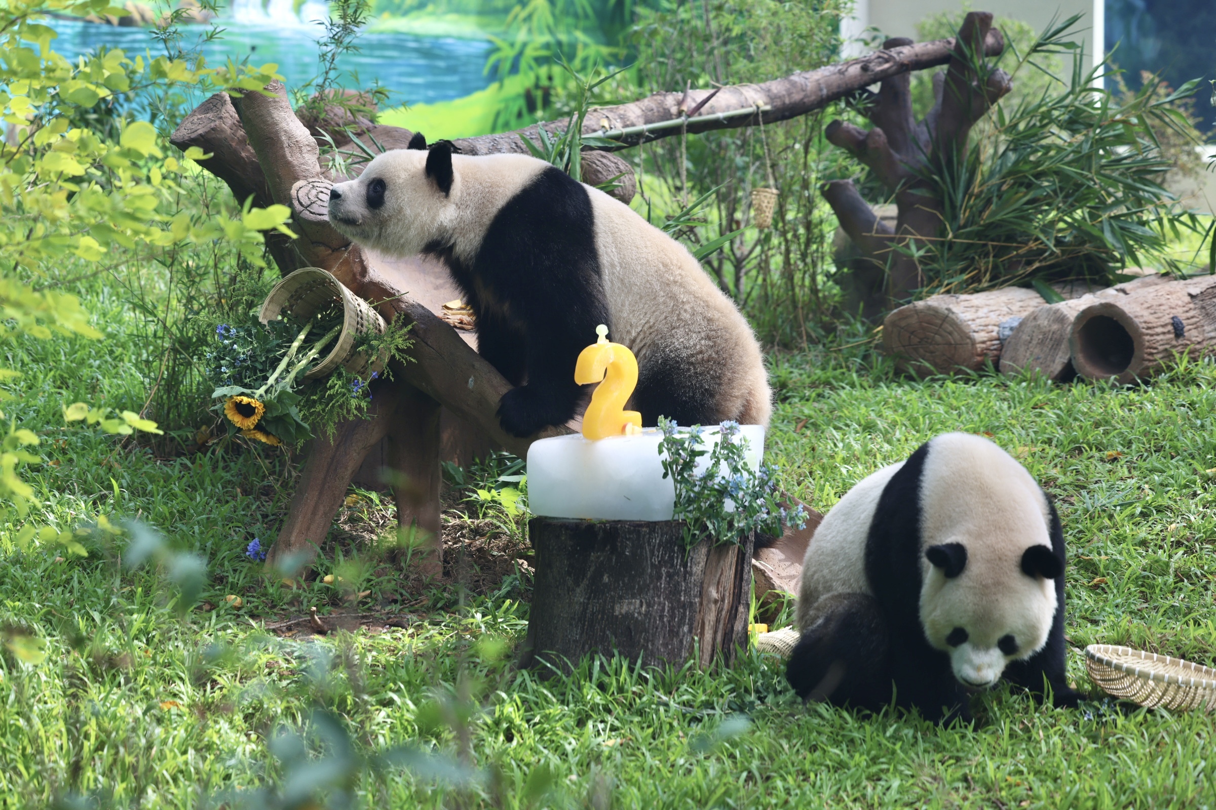 ������5�á�һֻ����è�����ݶ���԰�´���è����ʽ����