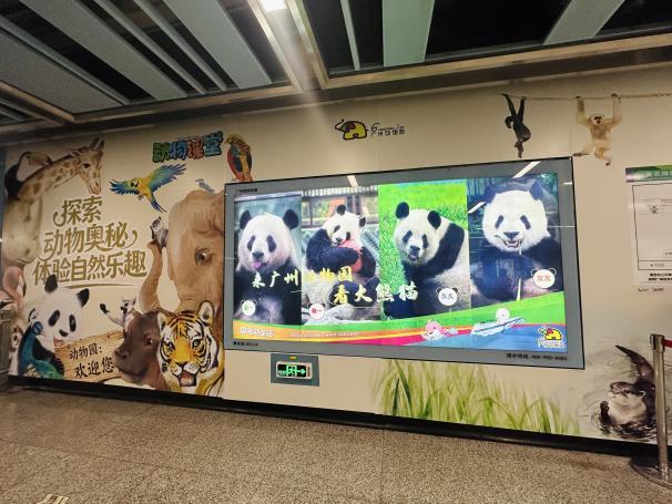 ������5�á�һֻ����è�����ݶ���԰�´���è����ʽ����